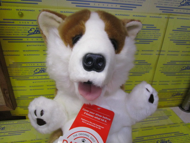 DAPHNE'S　Corgi DR